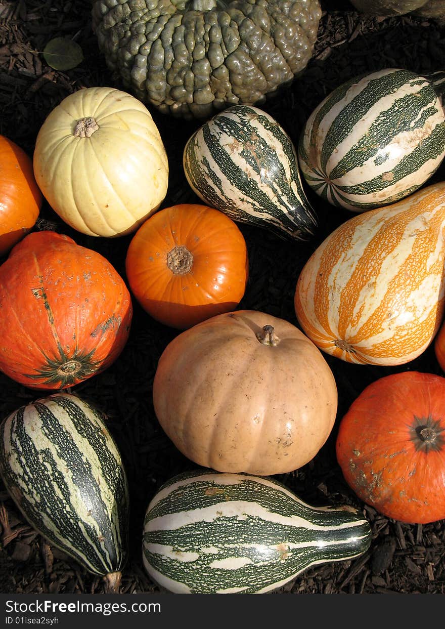 Pumpkins and gourds harvested in a field