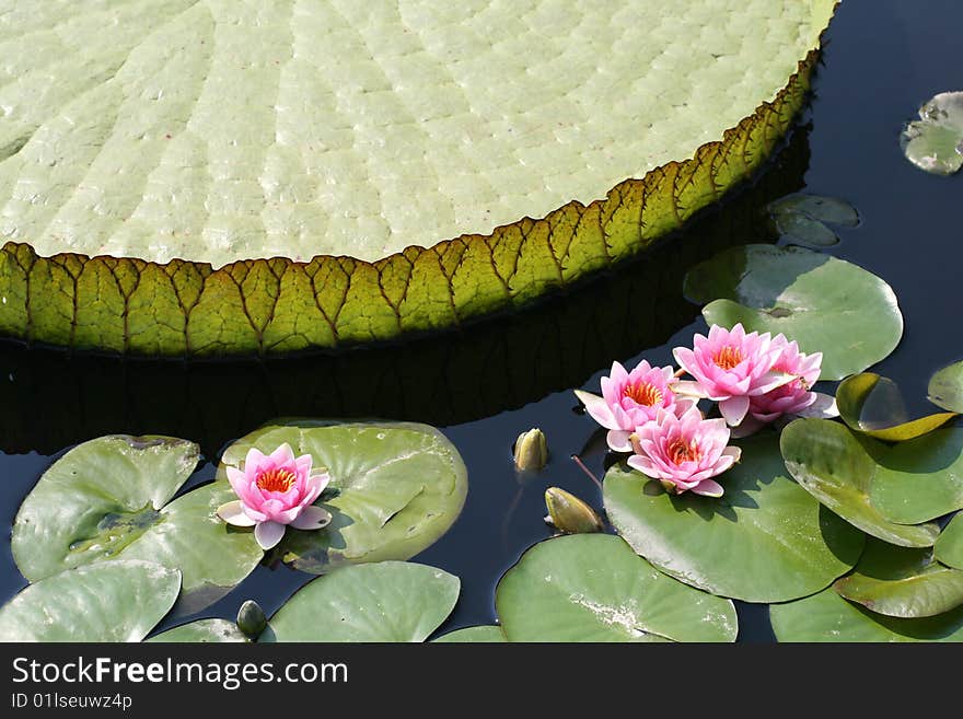 Water lilies and water-platter in pond