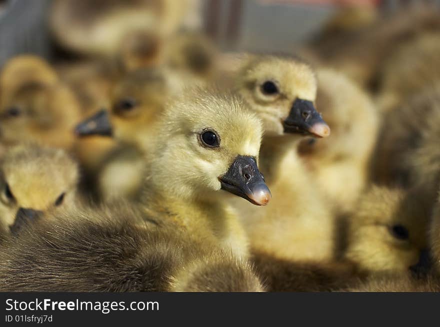 Small Newborn Gosling