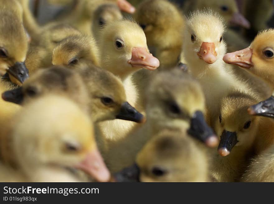 Goslings