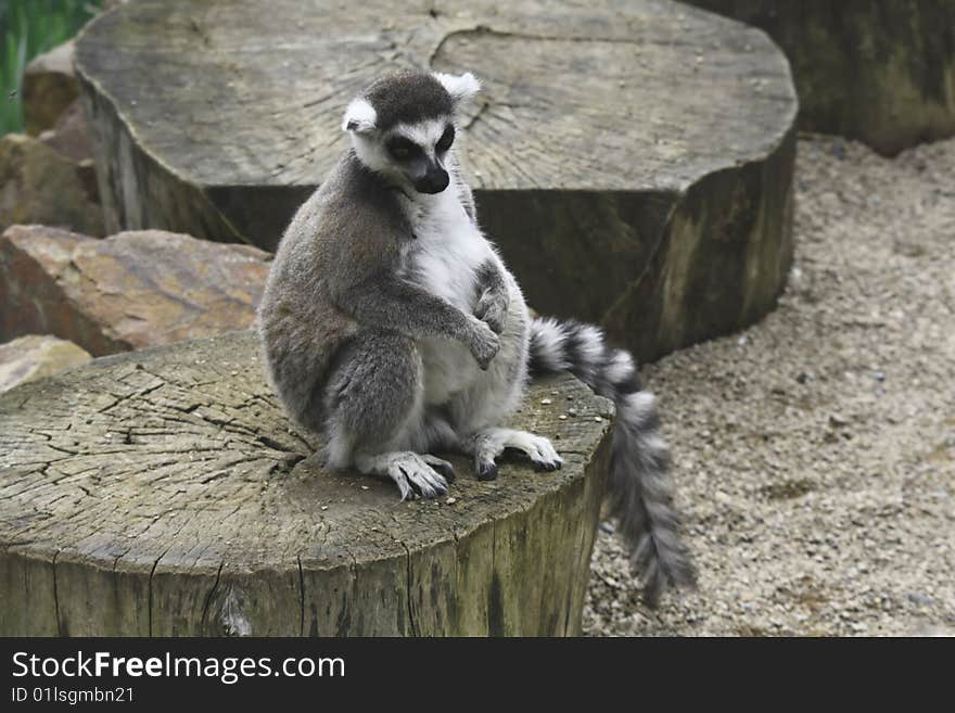 Lemur Kata