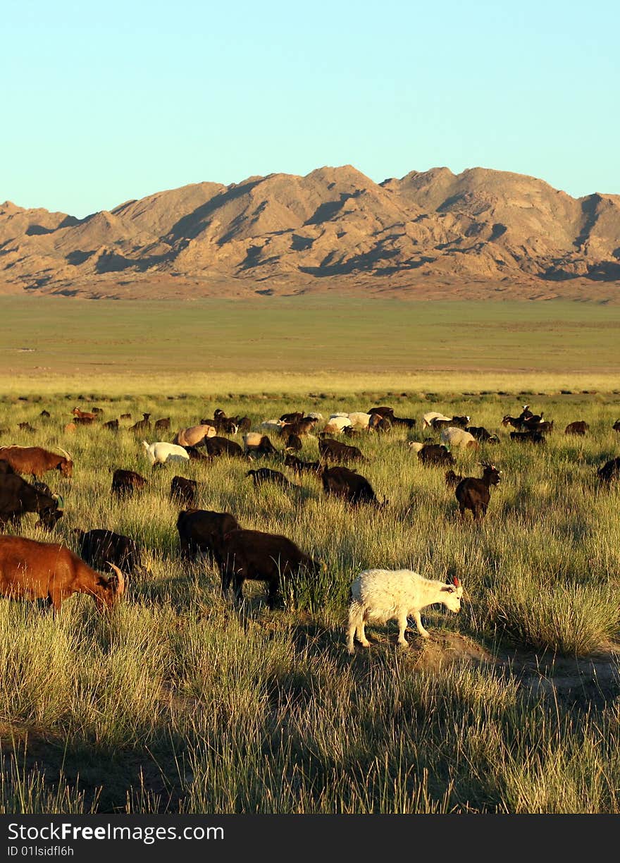 Herd of goats in Mongolian prairie