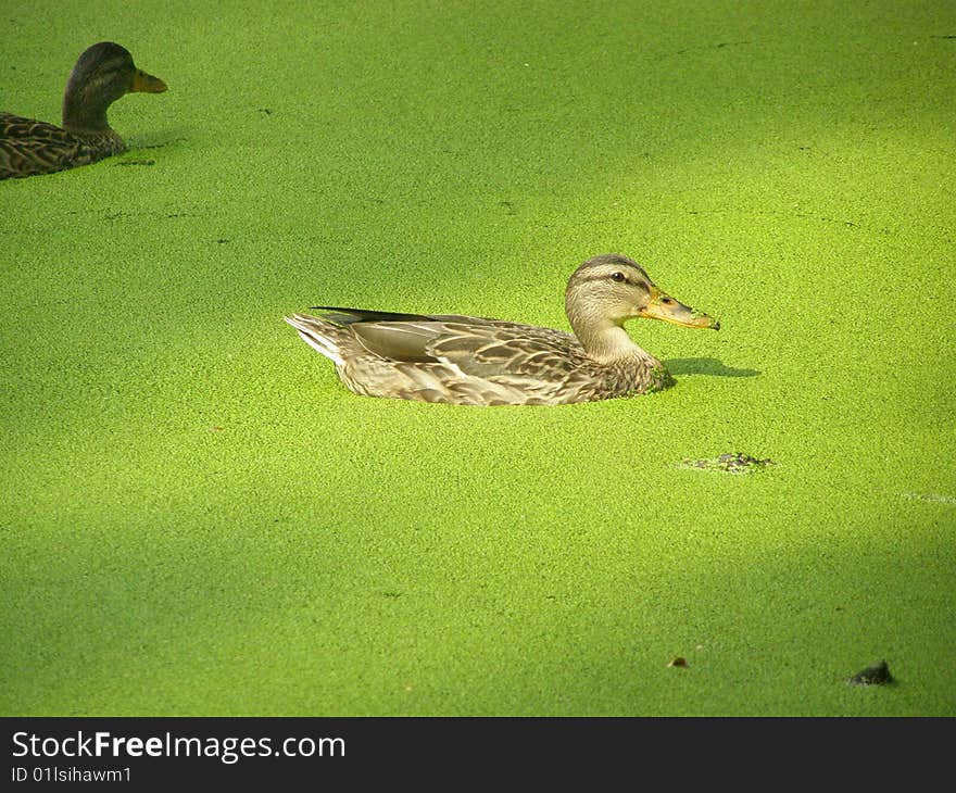 The duck floats in a green reservoir. The duck floats in a green reservoir