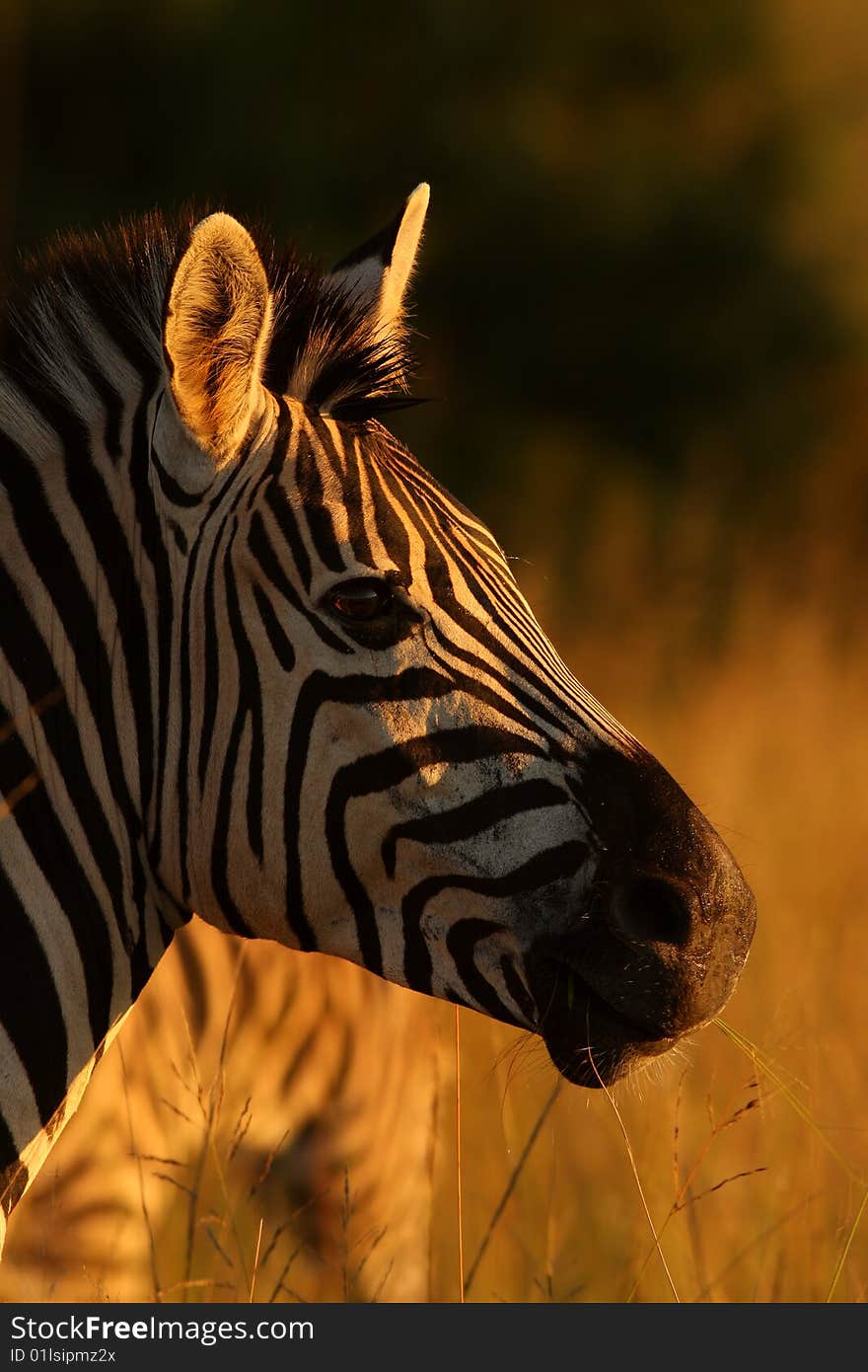 Zebra