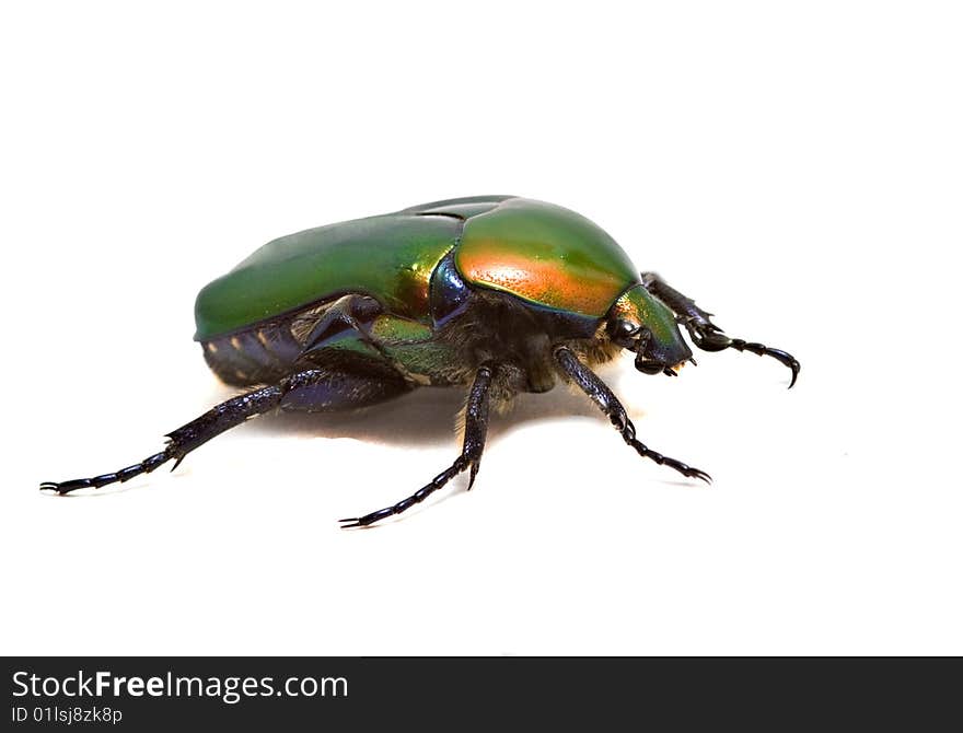 Green shiny beetle