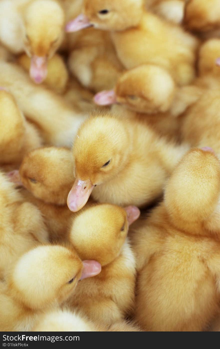 Crowd of yellow small ducklings