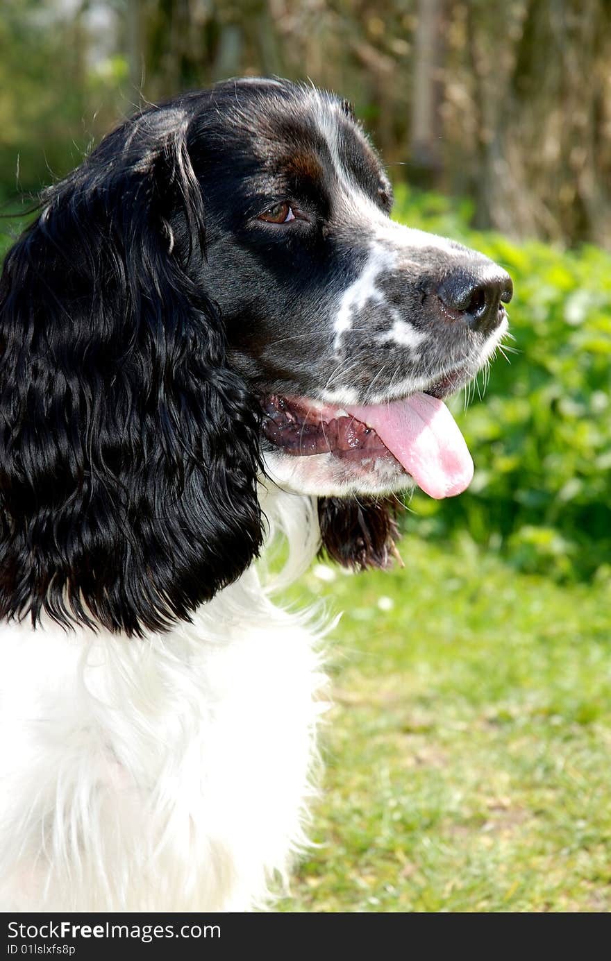 Young english springer spaniel