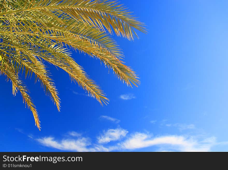 Palms foliage