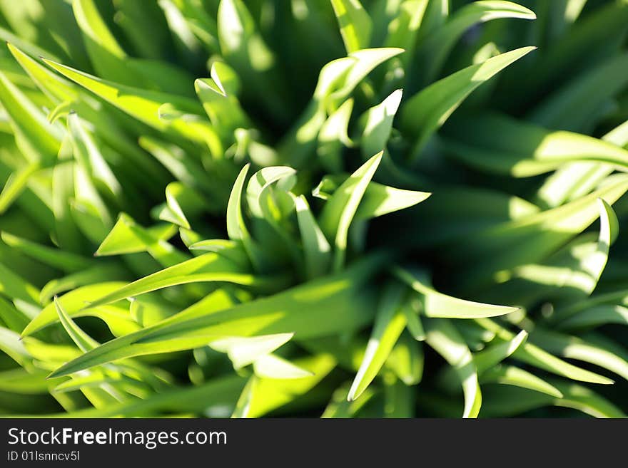 Beautiful, fresh and green grass close-up, spring