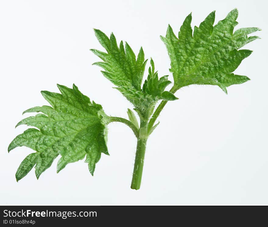 Leaves of nettle