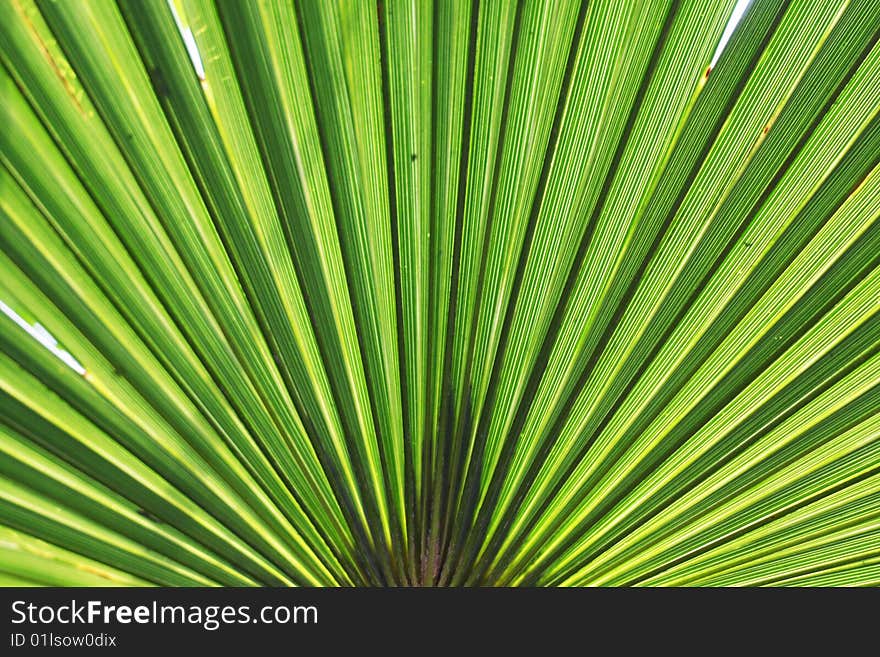 Picture of evergreen striped palm tree frond