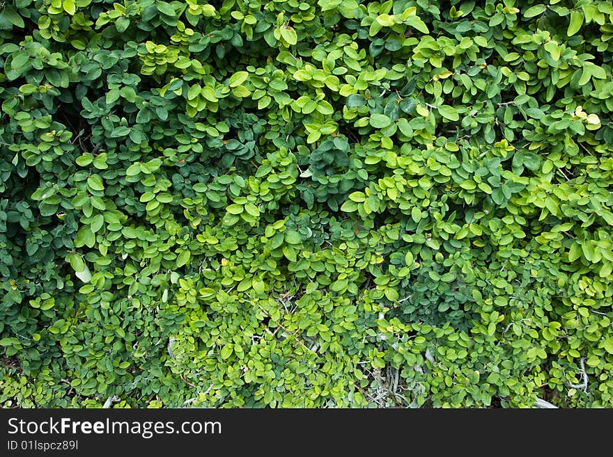 Picture of lush green leaf at the wall. Picture of lush green leaf at the wall