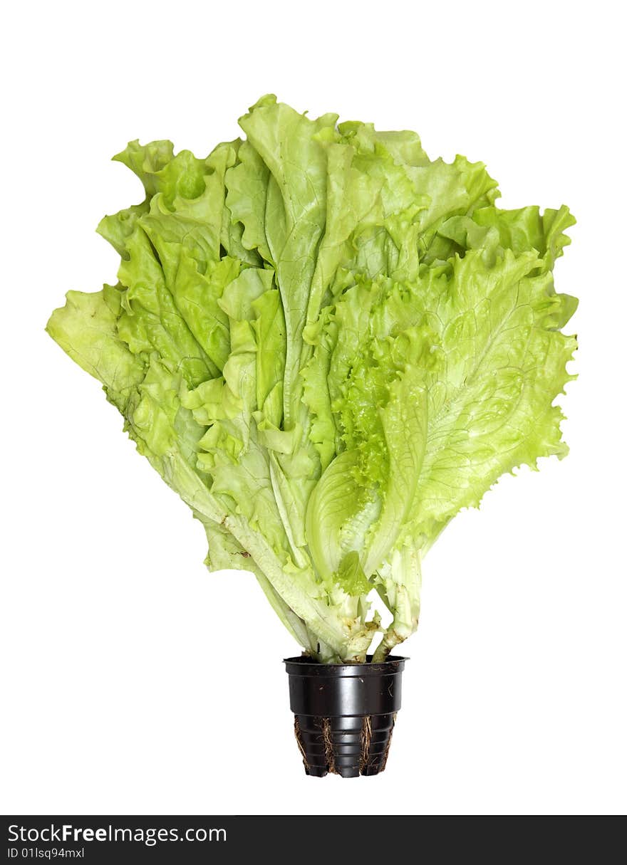 Green salad isolated on a white background