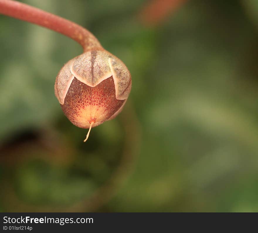 Deflorate brown flower - macro shot. Deflorate brown flower - macro shot