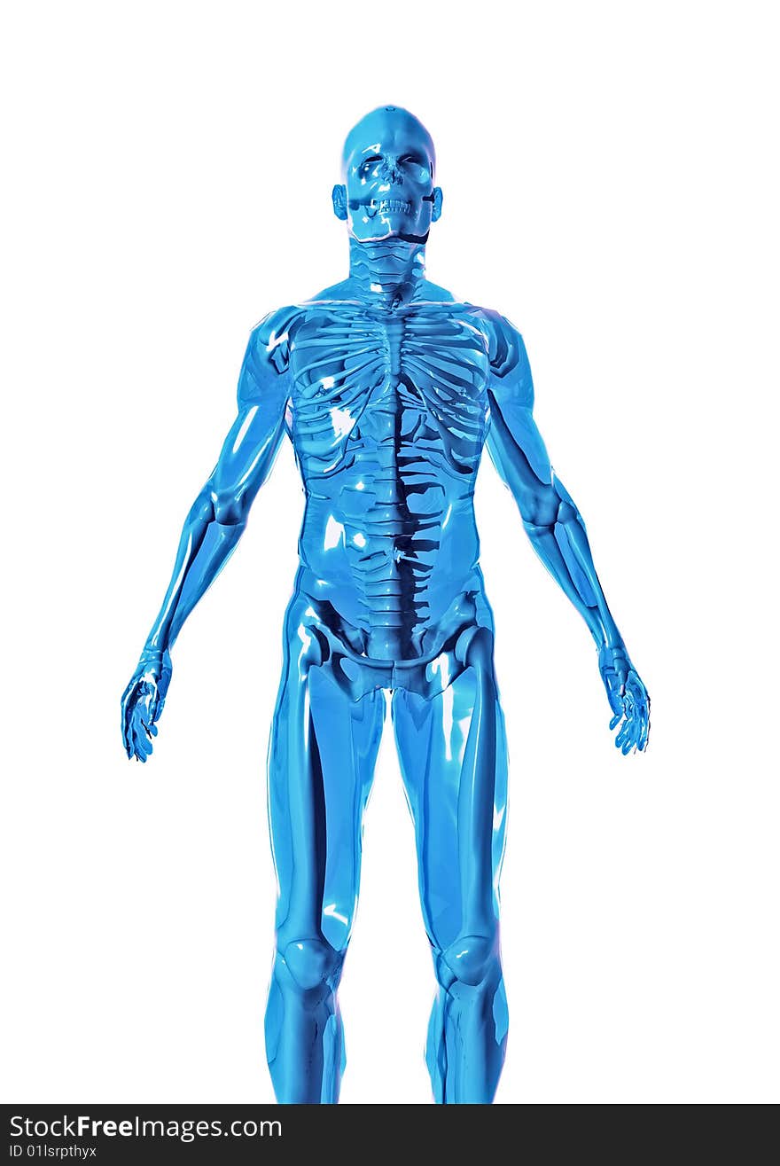 Anatomically correct 3D model of human body isolated on white background. Anatomically correct 3D model of human body isolated on white background.