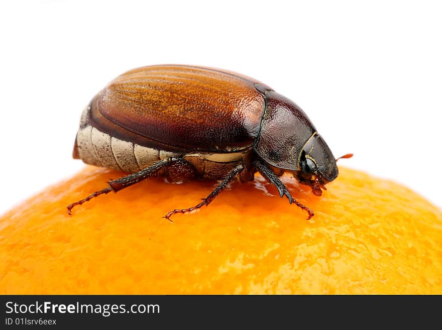 A Blitopertha Polyanor (beetle) crawling on orange over white background. A Blitopertha Polyanor (beetle) crawling on orange over white background.