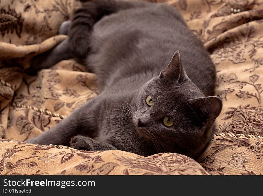 Grey cat lying on gobelin. Grey cat lying on gobelin