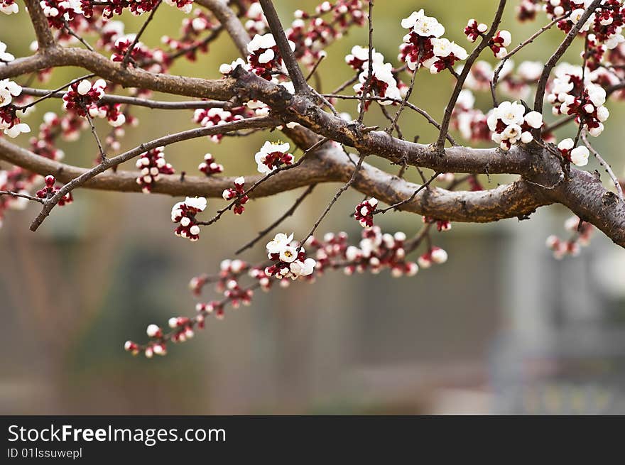 Spring flowers