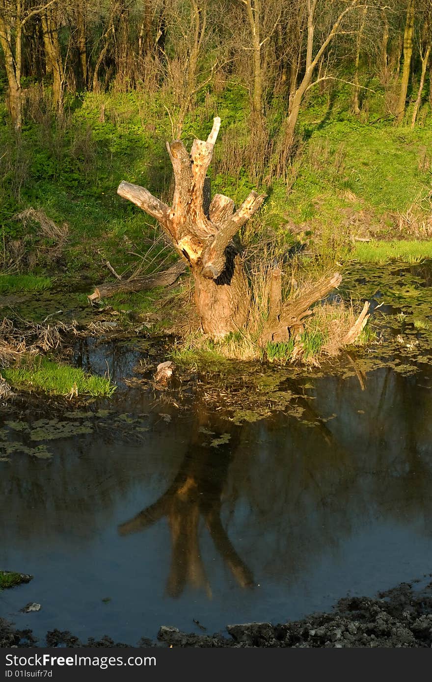 In troubled waters reflection of a dry dead-wood