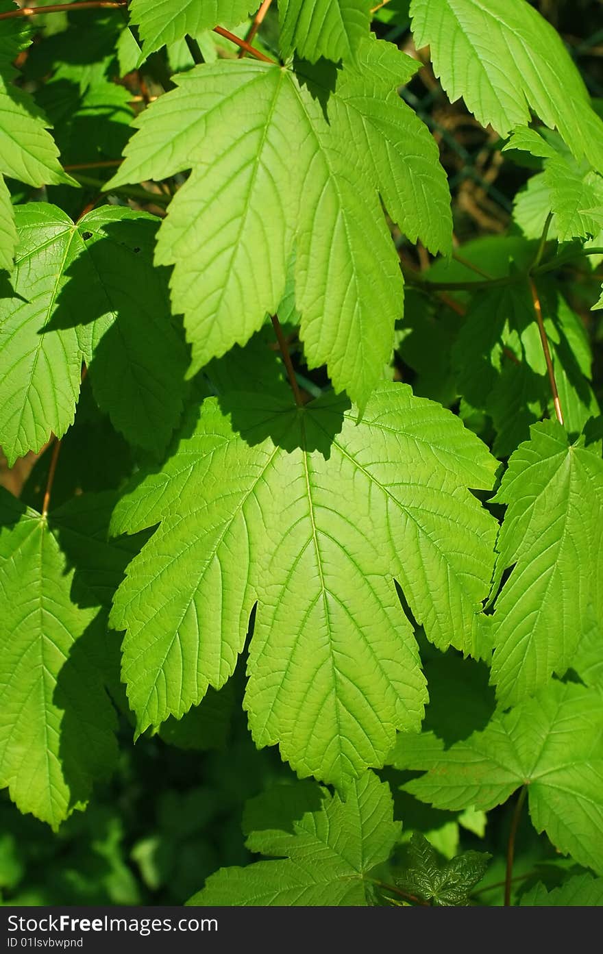 Lush green springtime leaves bathed in sunlight. Lush green springtime leaves bathed in sunlight