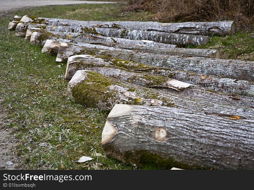 Cutting trees in a forest. Cutting trees in a forest