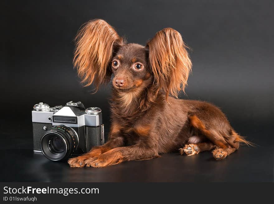 Pedigree dog and outbred camera.