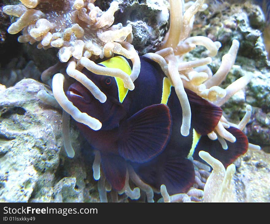 Anemonefish W/ Host