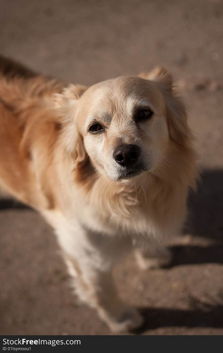 Portrait of a dog on blur background