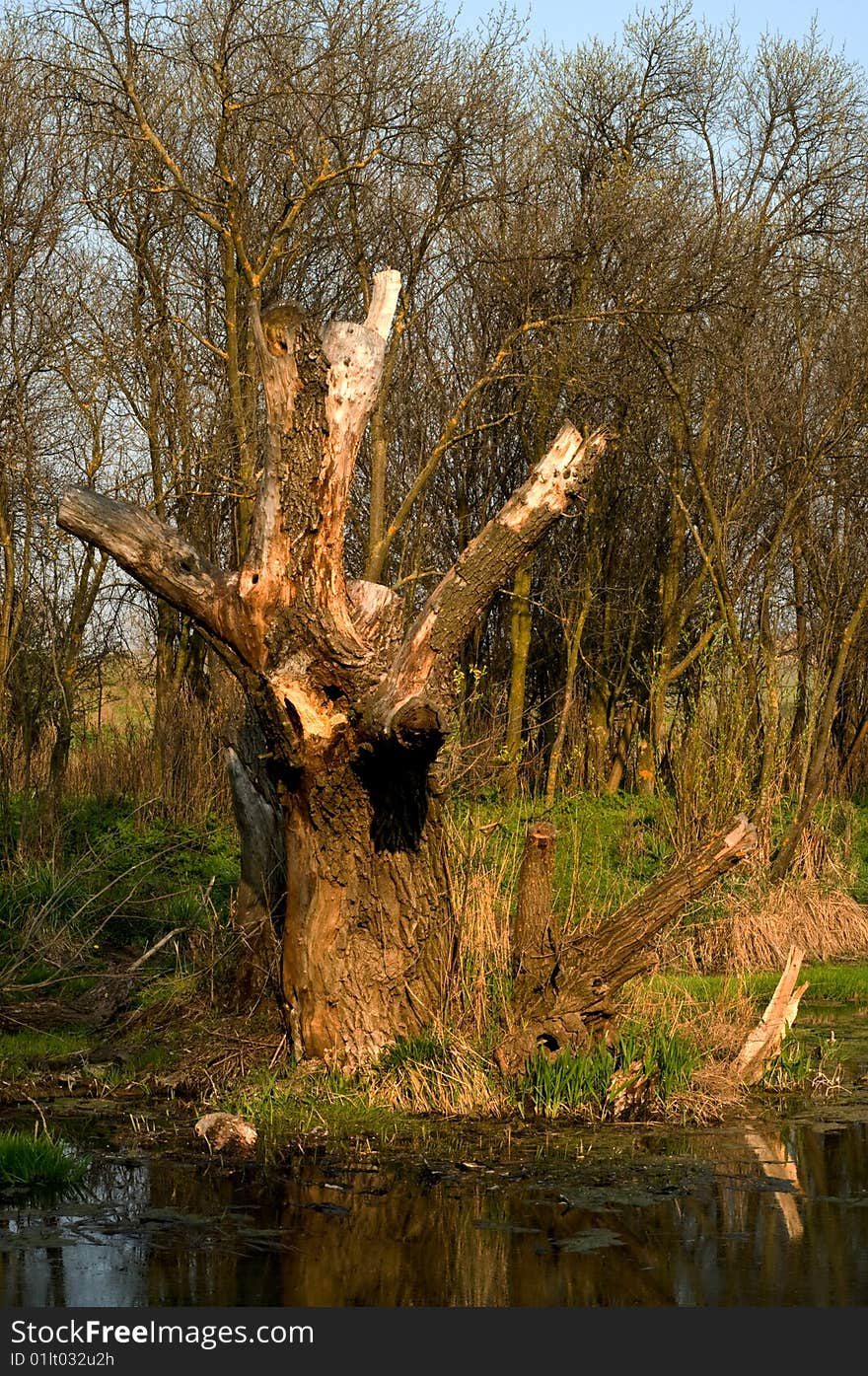 In troubled waters reflection of a dry dead-wood