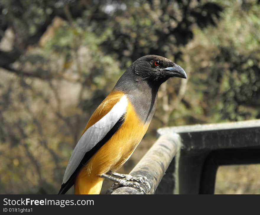 Photo of a RufusTreePie in ranthambore national park sitting on the bar to the top of the jeep. Photo of a RufusTreePie in ranthambore national park sitting on the bar to the top of the jeep.