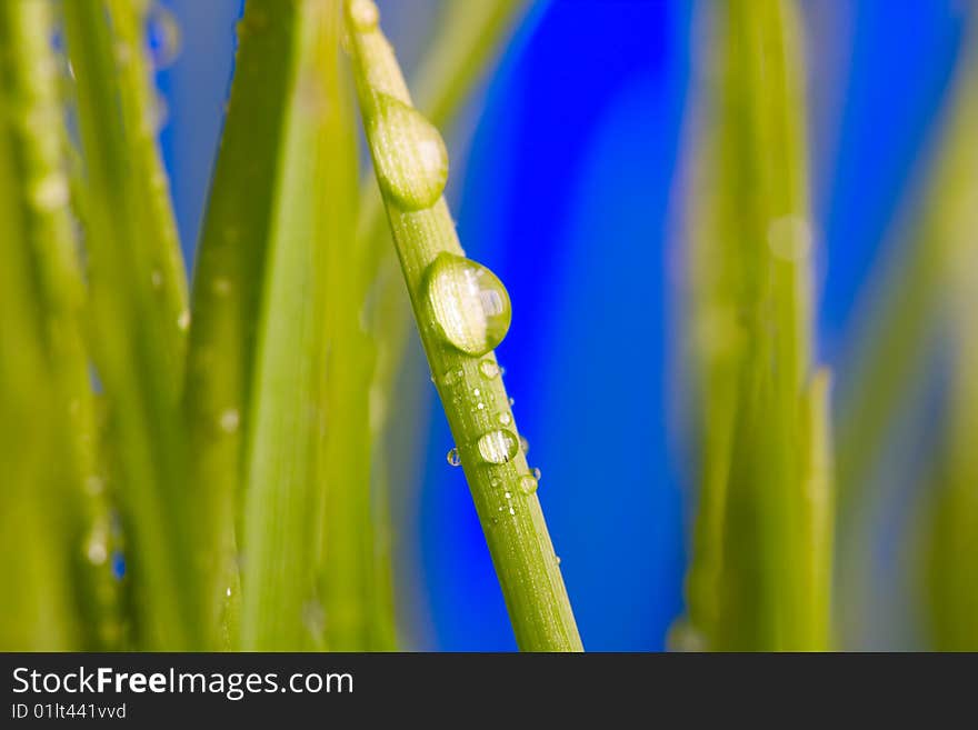 Water drop on a green grass