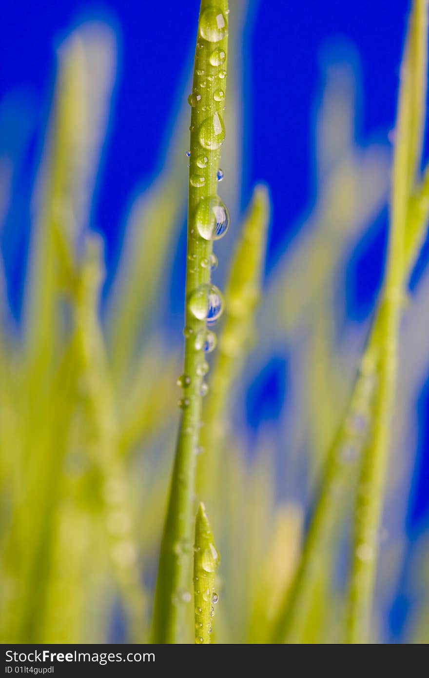 Water drop on a green grass