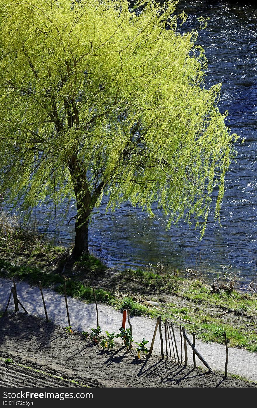 Garden and tree near a river. Garden and tree near a river