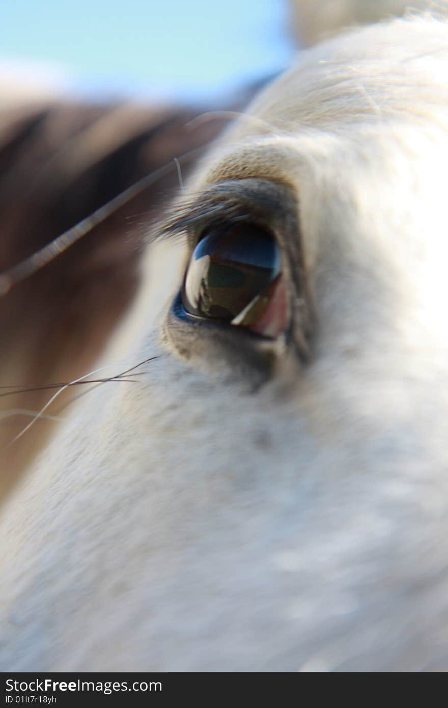 View of the horse eye at farm