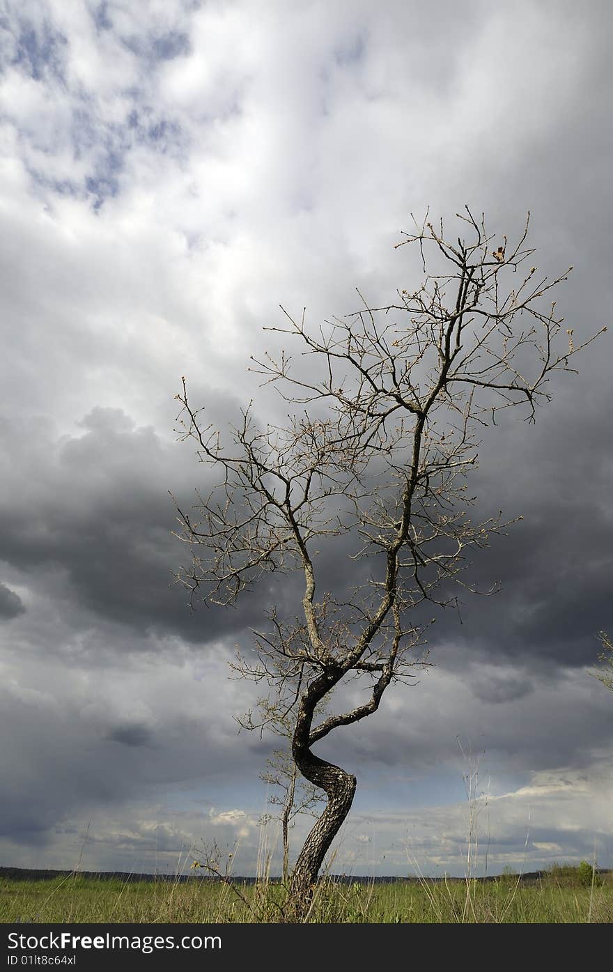 Lonely tree with a grey sky