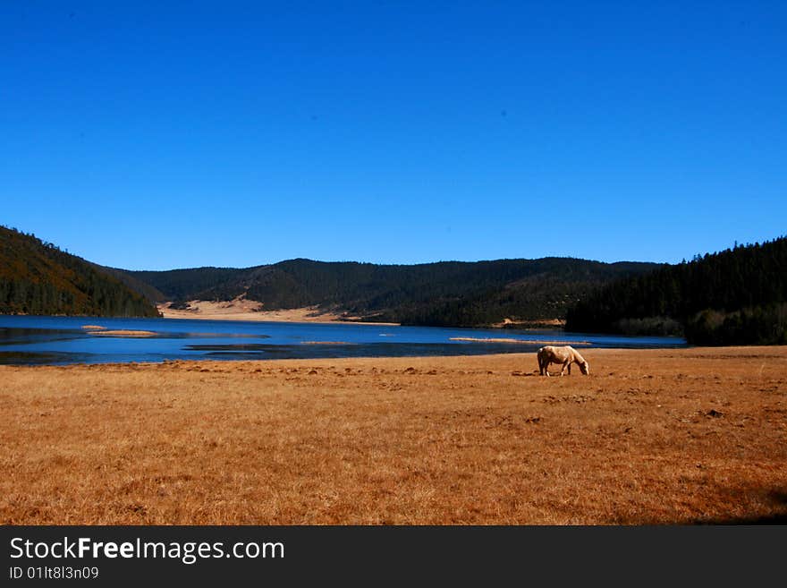 A horse by the lake of Shangri-la