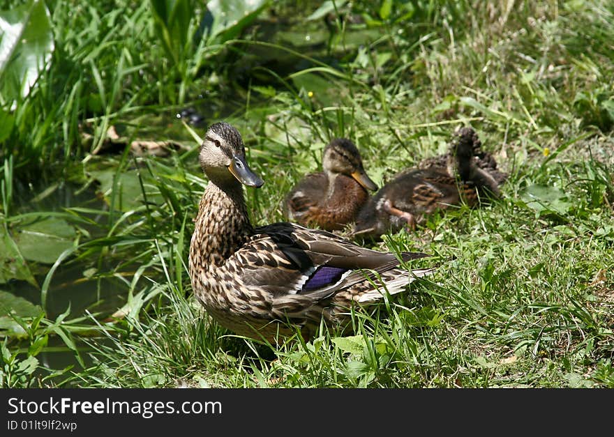 Mallard duck Anas Platyrhynchos with ducklings near a pond. Mallard duck Anas Platyrhynchos with ducklings near a pond