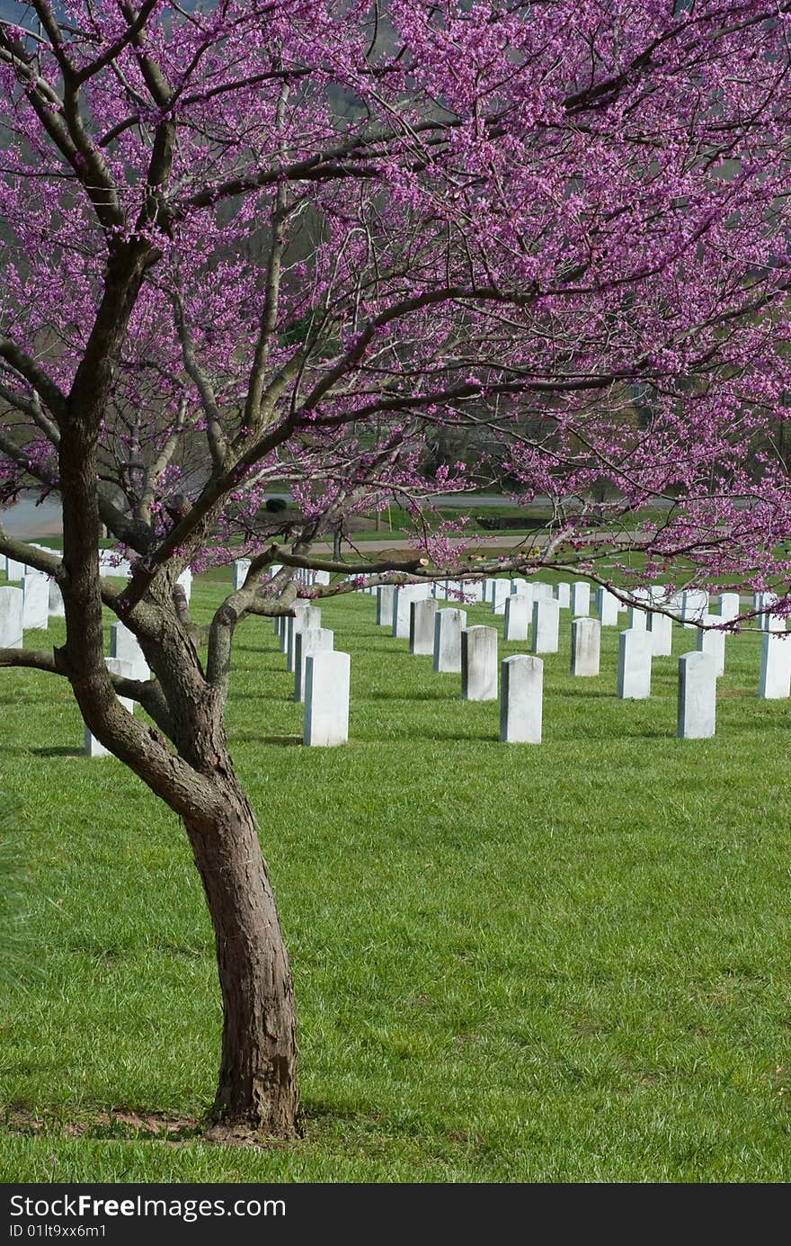 Blooming redbud tree on the grounds of a veterans cemetery. Blooming redbud tree on the grounds of a veterans cemetery