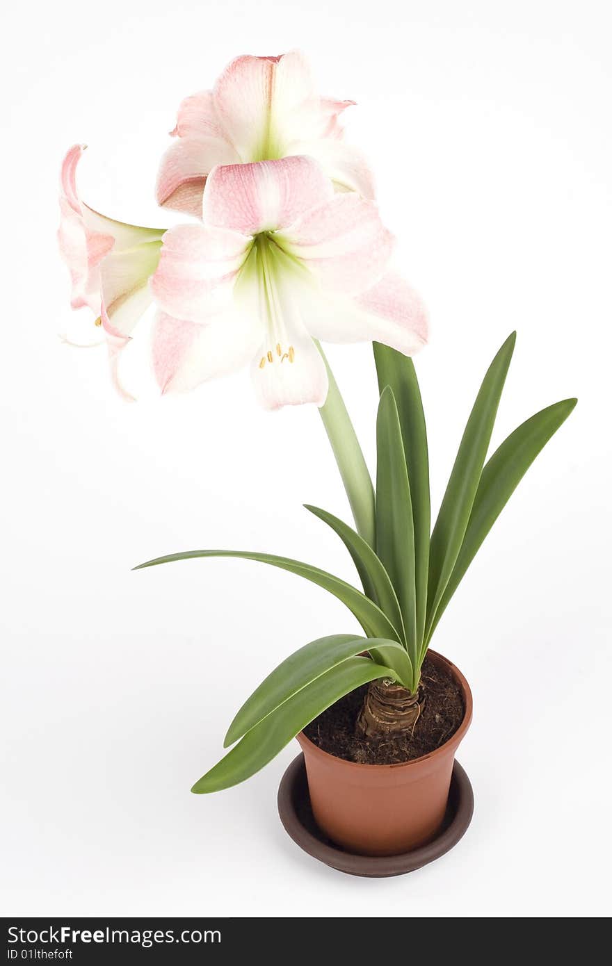 Beautiful pink flower in a pot