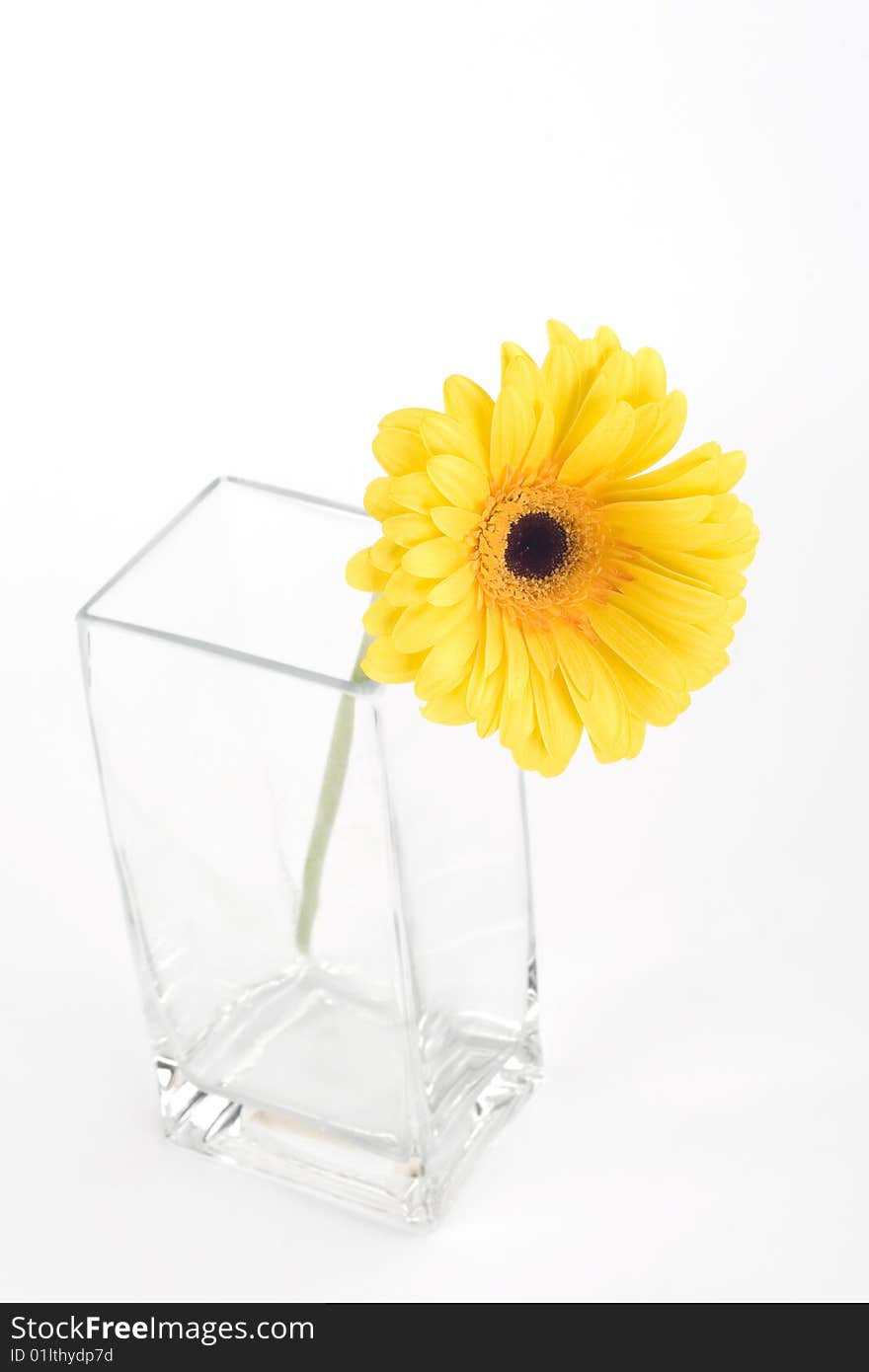 Yellow gerbera in a vase