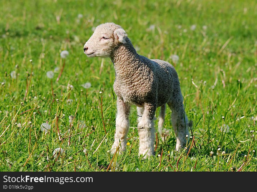 Baby sheep