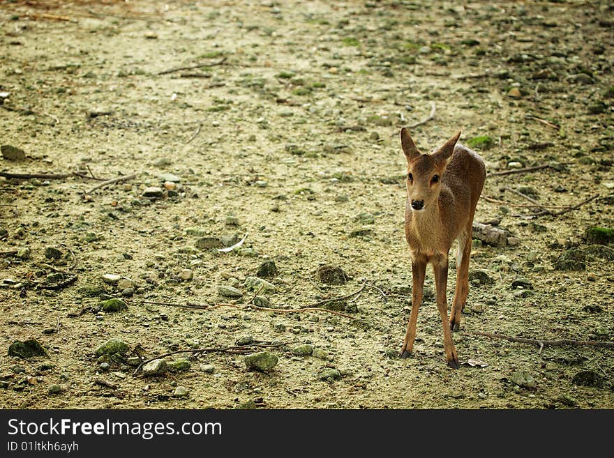 A deer in captive at the National Zoo, Malaysia. A deer in captive at the National Zoo, Malaysia