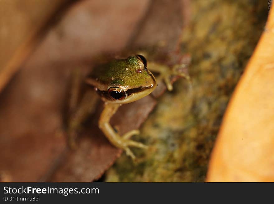 A macro shot of a frog from top view. Very thin depth of field (DOF). A macro shot of a frog from top view. Very thin depth of field (DOF).