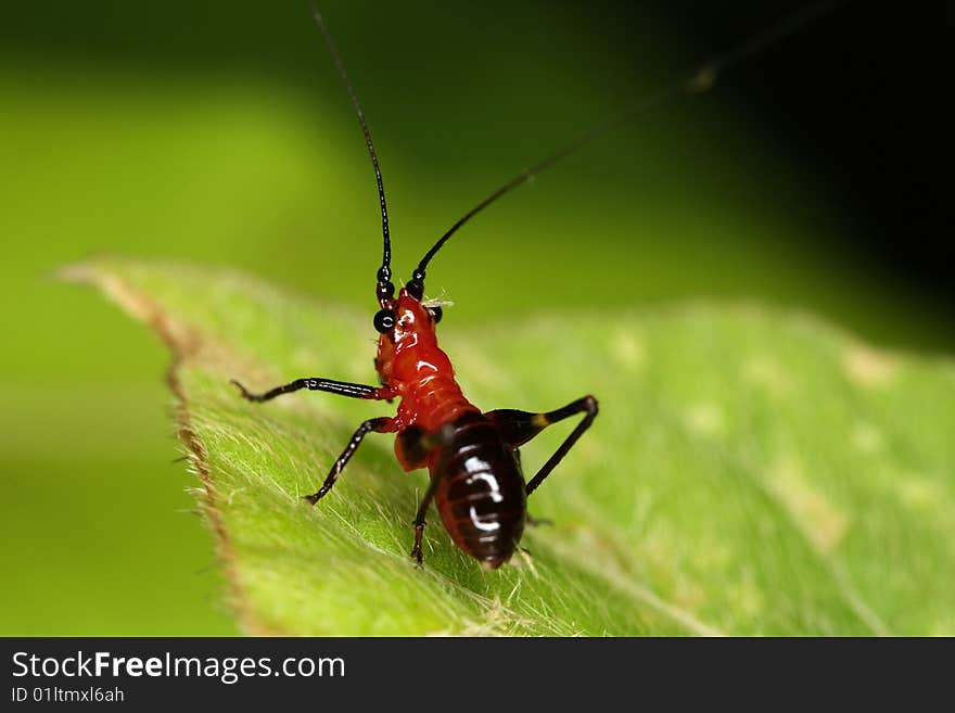 Macro Of Red And Black Grasshopper