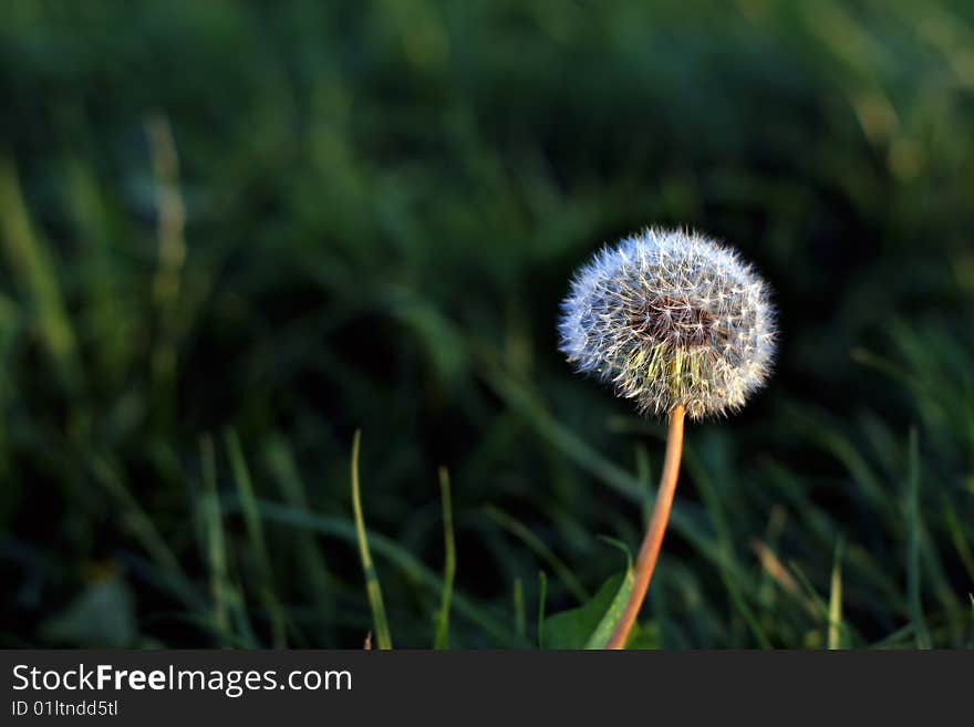 Dandelion