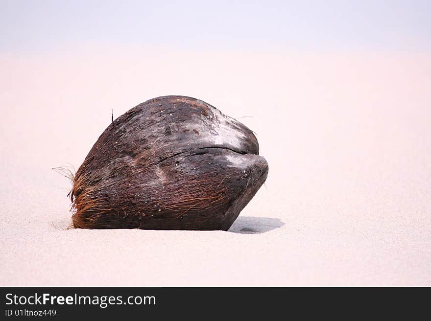 Beached Coconut