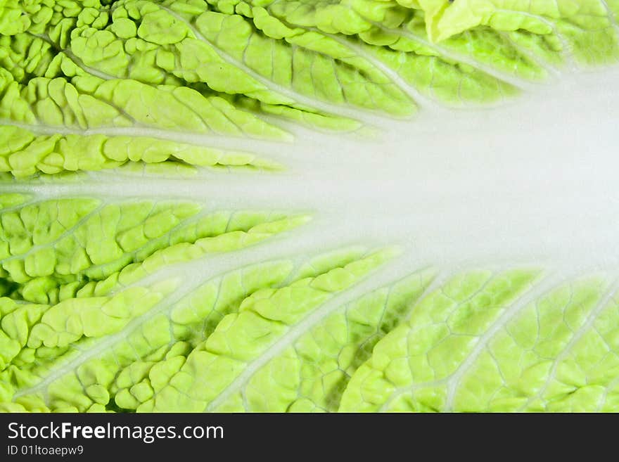 Close-up of cabbage leaf