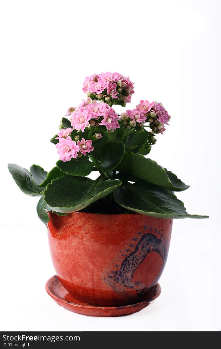 Pink flowers plant in a pot on white background. Pink flowers plant in a pot on white background