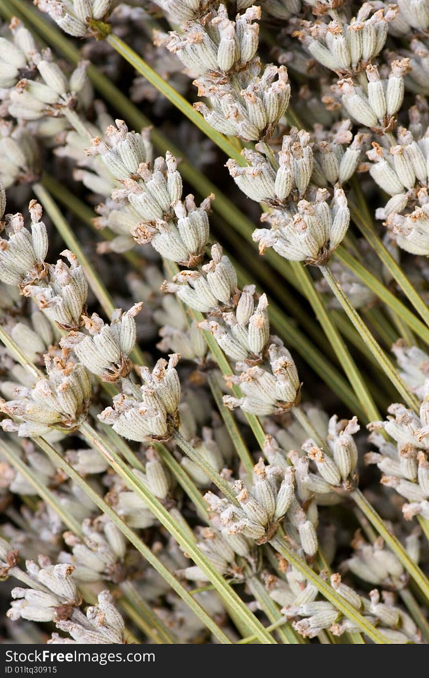 A bunch of dried lavender