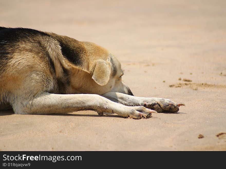 Lazy dog on beach